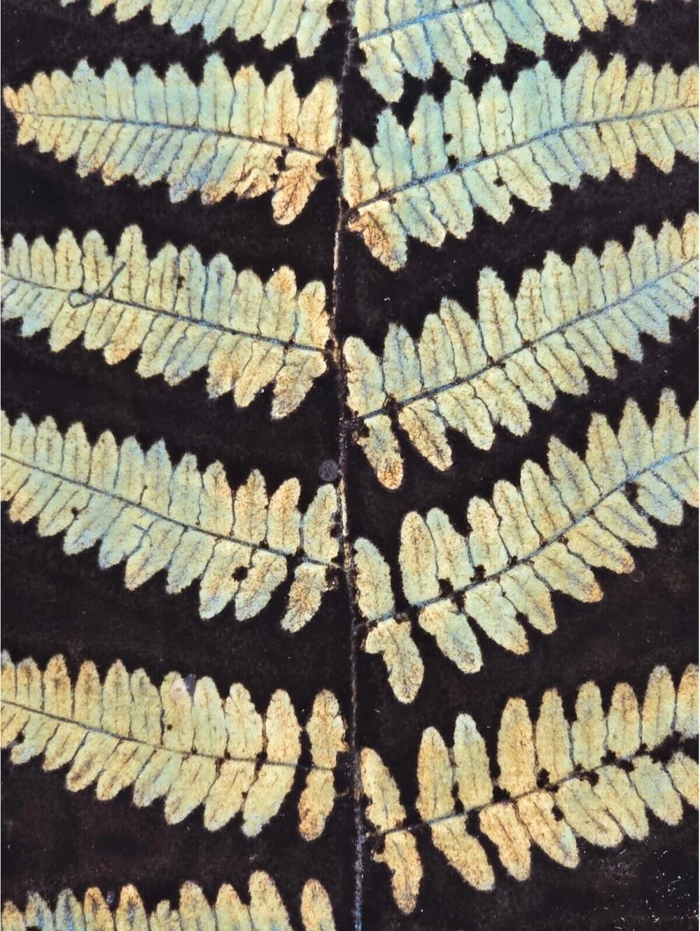 Lauren Signed Ceramic Fern Leaf Decorative Tray